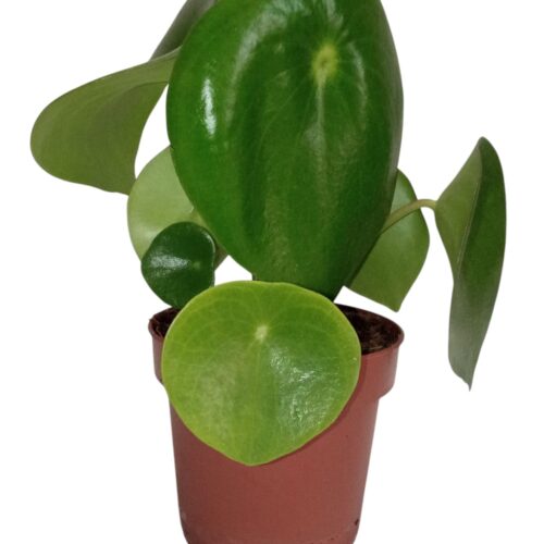 Pilea Peperomioides