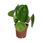 Pilea Peperomioides planta natural