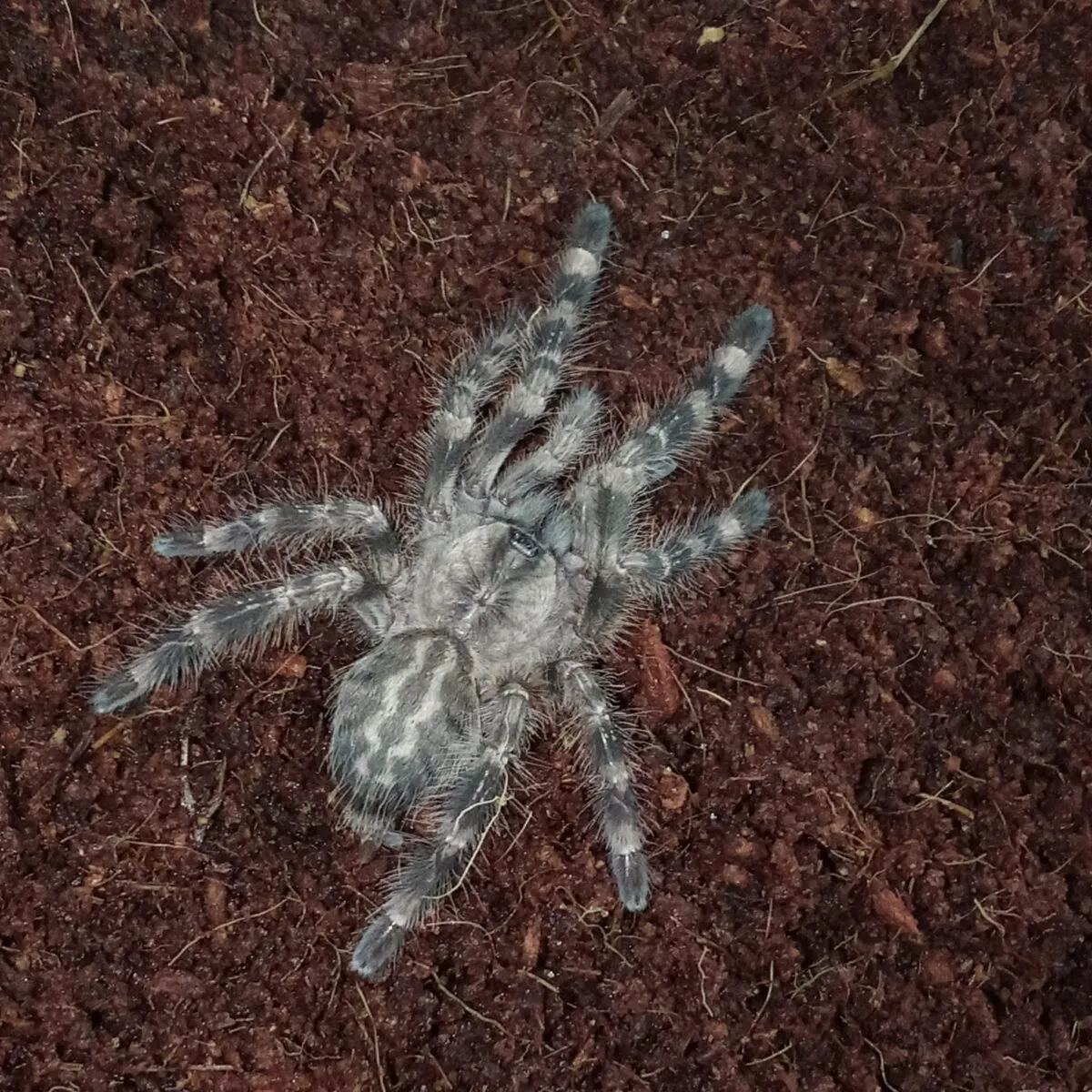 Poecilotheria regalis - Imagen 2