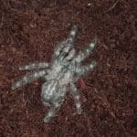 Poecilotheria regalis - Imagen 2