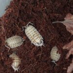 Porcellio nicklesi 'Rubivan'