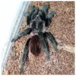 Tliltocatl vagans - Imagen 2