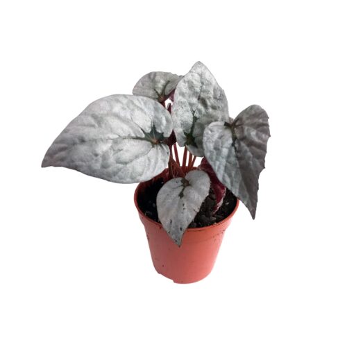 Begonia Rex “Silver”