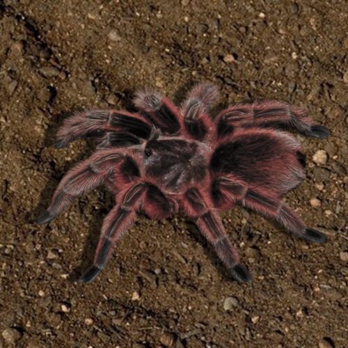 Grammostola rosea red