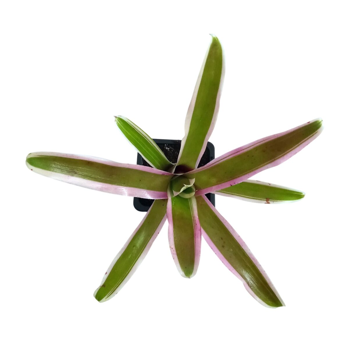 Neoregelia Pink