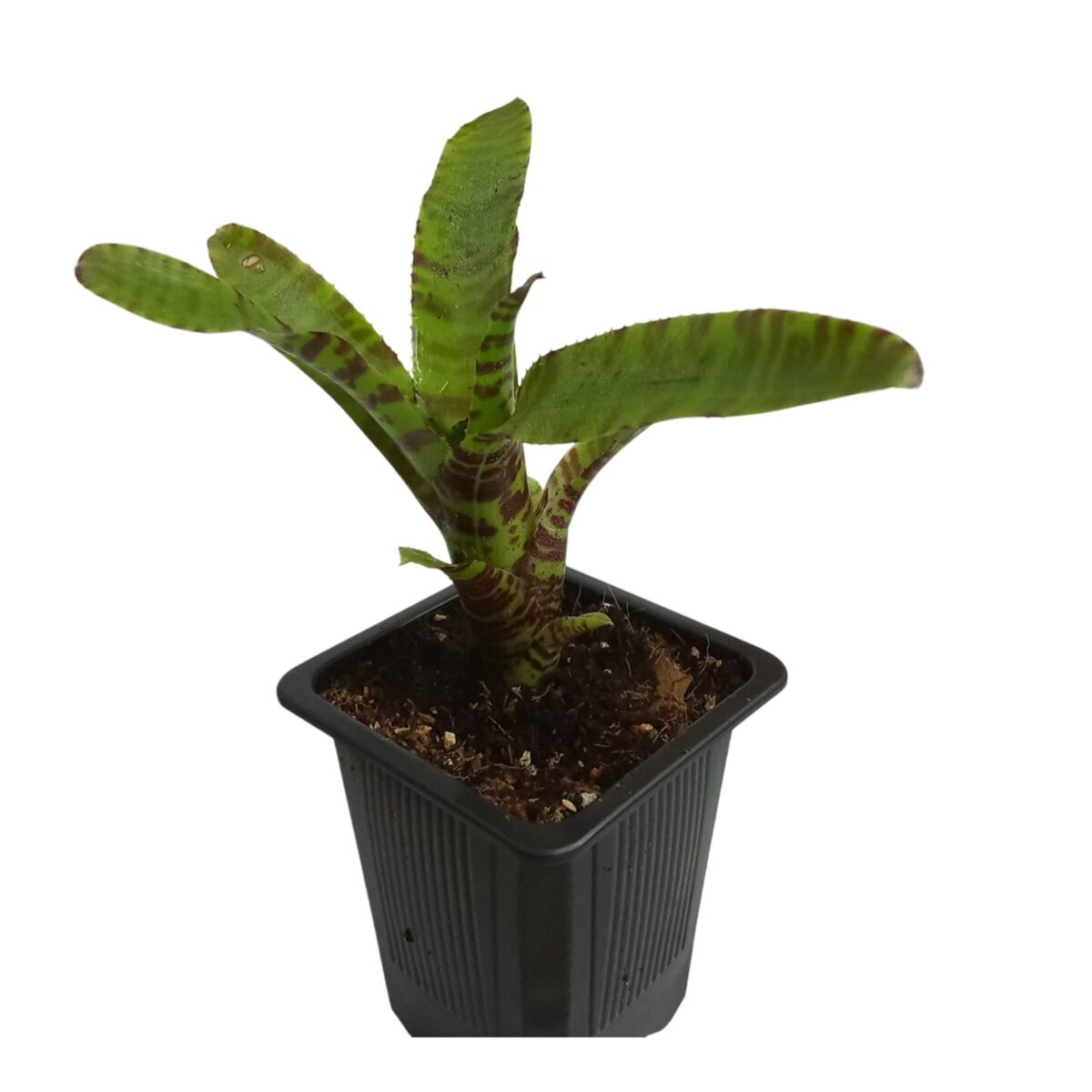 Decora tu hogar con la Neoregelia punctatissima x Green 🌿. Ideal para interiores y terrarios, fácil de cuidar y llena de color. ¡Consíguela ahora!