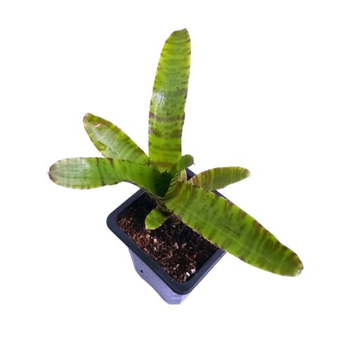 Neoregelia punctatissima x Green