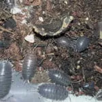 Porcellio laevis Black