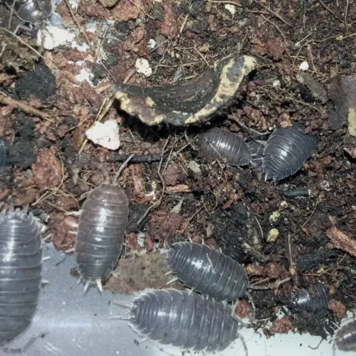 Porcellio laevis Black