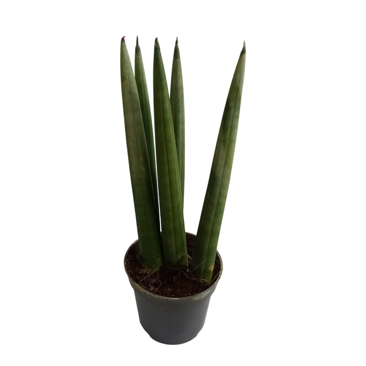 Sansevieria cylindrica (Mikado)