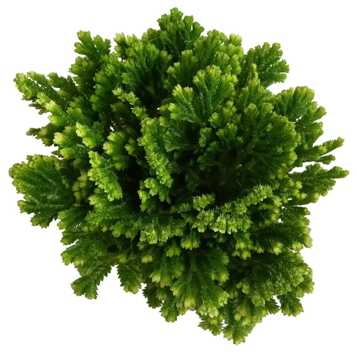 Selaginella Martensii jori