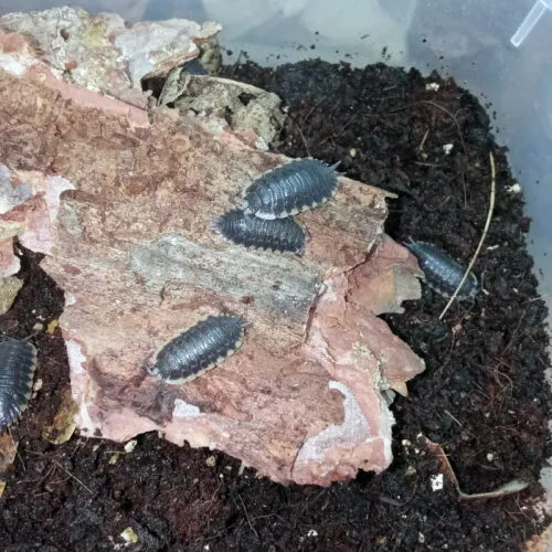 Trachelipus caucasius