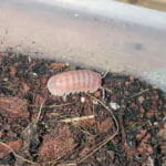 armadillo officinalis pink