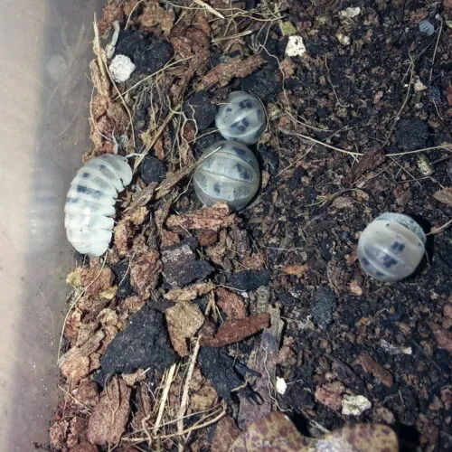 armadillo officinalis dalmatian