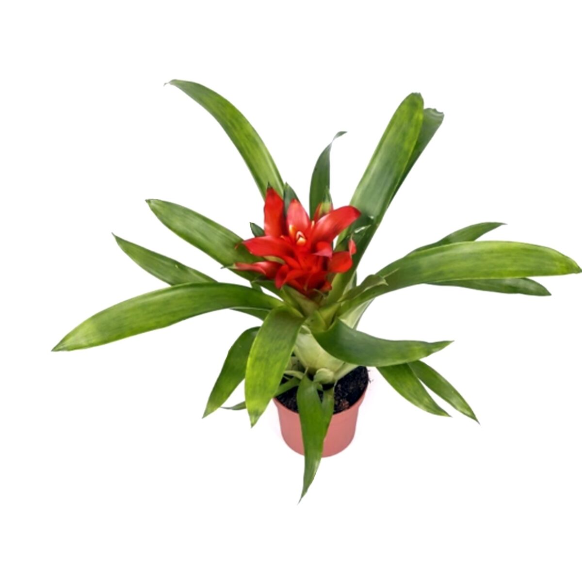 Bromelia Guzmania