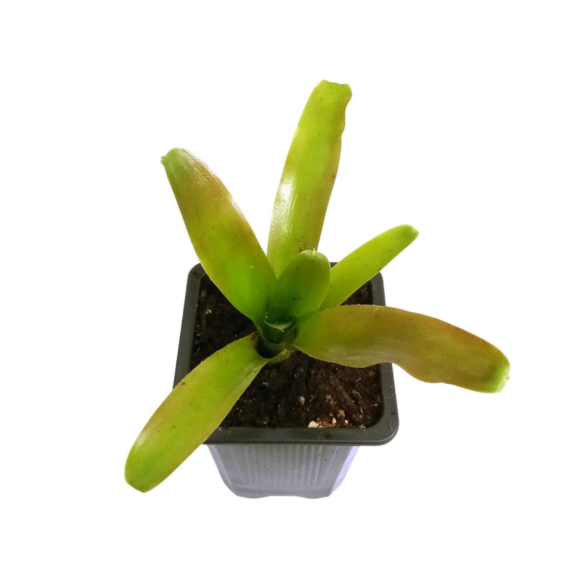 neoregelia fireball verde