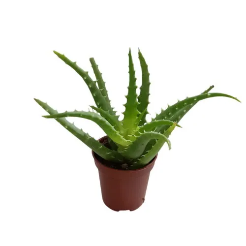 Aloe arborescens