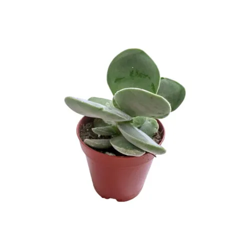 Crassula obvallata