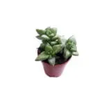Crassula perforata