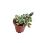 Delosperma echinatum