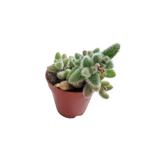 Delosperma echinatum