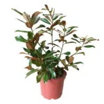 Ornamental garden trees