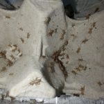 Micro grilli Acheta domesticus