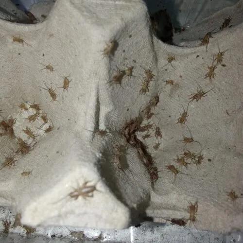 Micro grillons Acheta domesticus