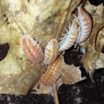 isodopodes Porcellio ornatus tangerine dream