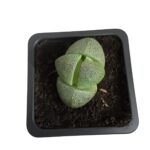 Pianta succulenta Pleiospilos nelii 