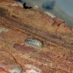 Armadillidium badium Calico