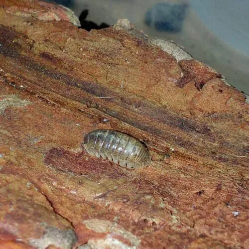 Armadillidium badium Calico