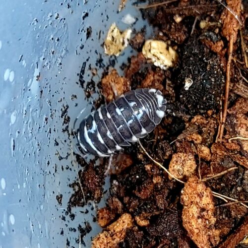 Armadillidium corcyraeum