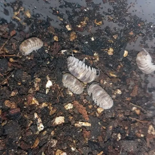 isopodes Armadillidium espanyoli “Marbleized”