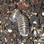isopodos Armadillidium germanicum, tu tienda de bichos bola