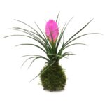 Kokedama Tillandsia Cyanea