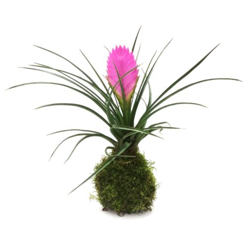 Kokedama Tillandsia Cyanea