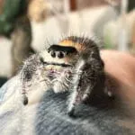 Phidippus regius rastafari ,Ragno saltatore (Salticidae)