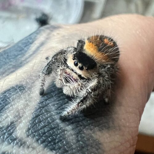Phidippus regius rastafari