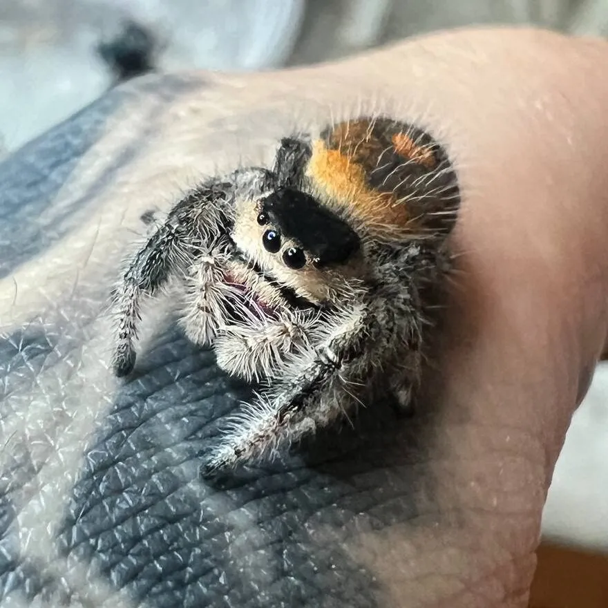 Phidippus regius rastafari Ragno saltatore (Salticidae)