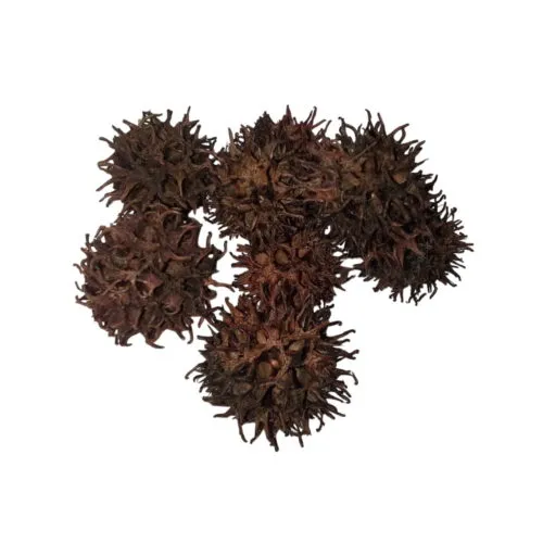 Sweetgum Pods (Botanicals for terrariums)