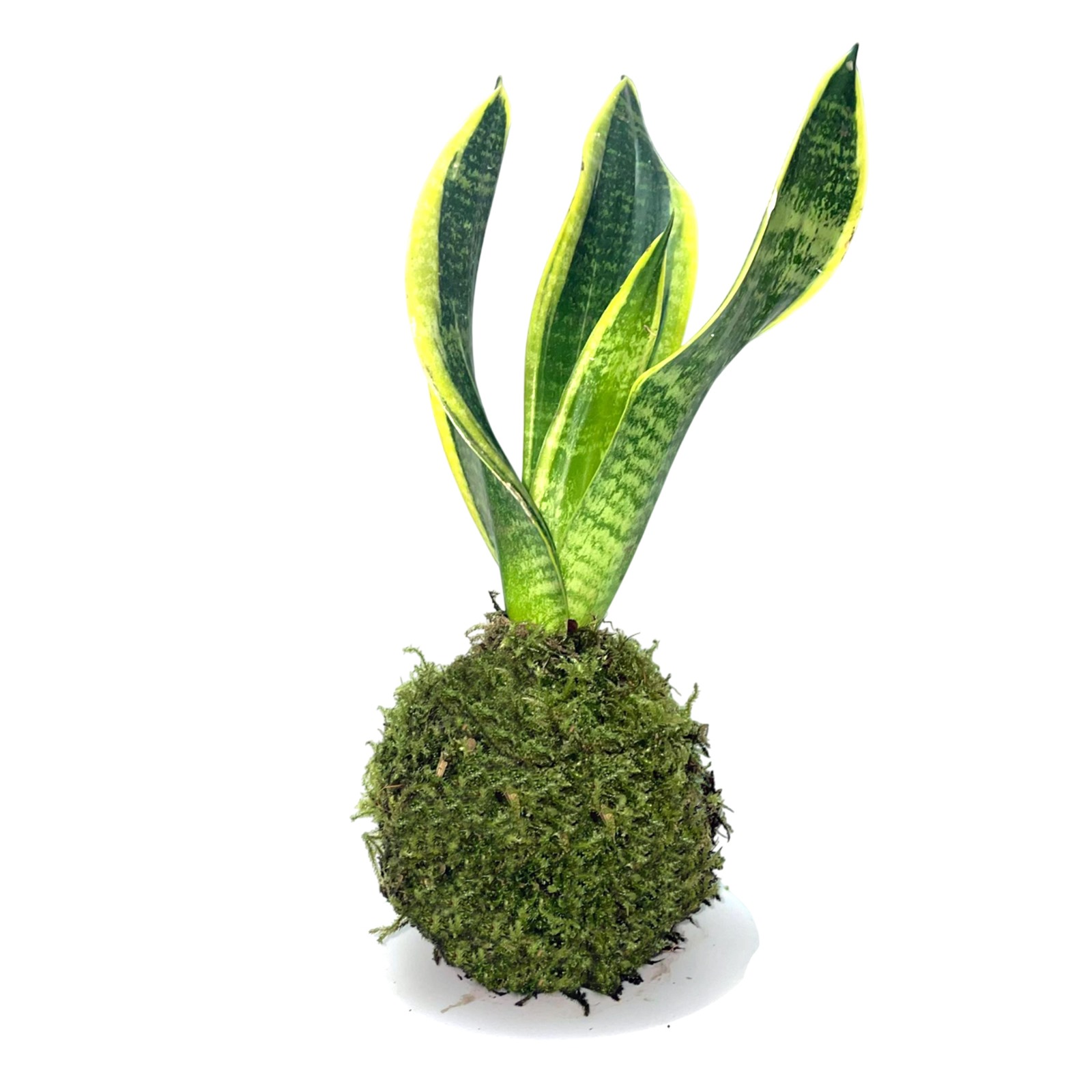 kokedama sansevieria kokedama sansevieria