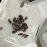 Blaptica dubia micro