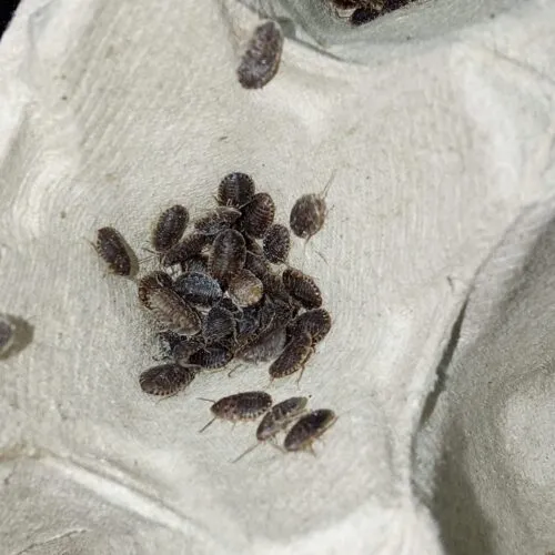 Blaptica dubia micro