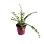 Piante da interno e da terrario, Nephrolepis cordifolia