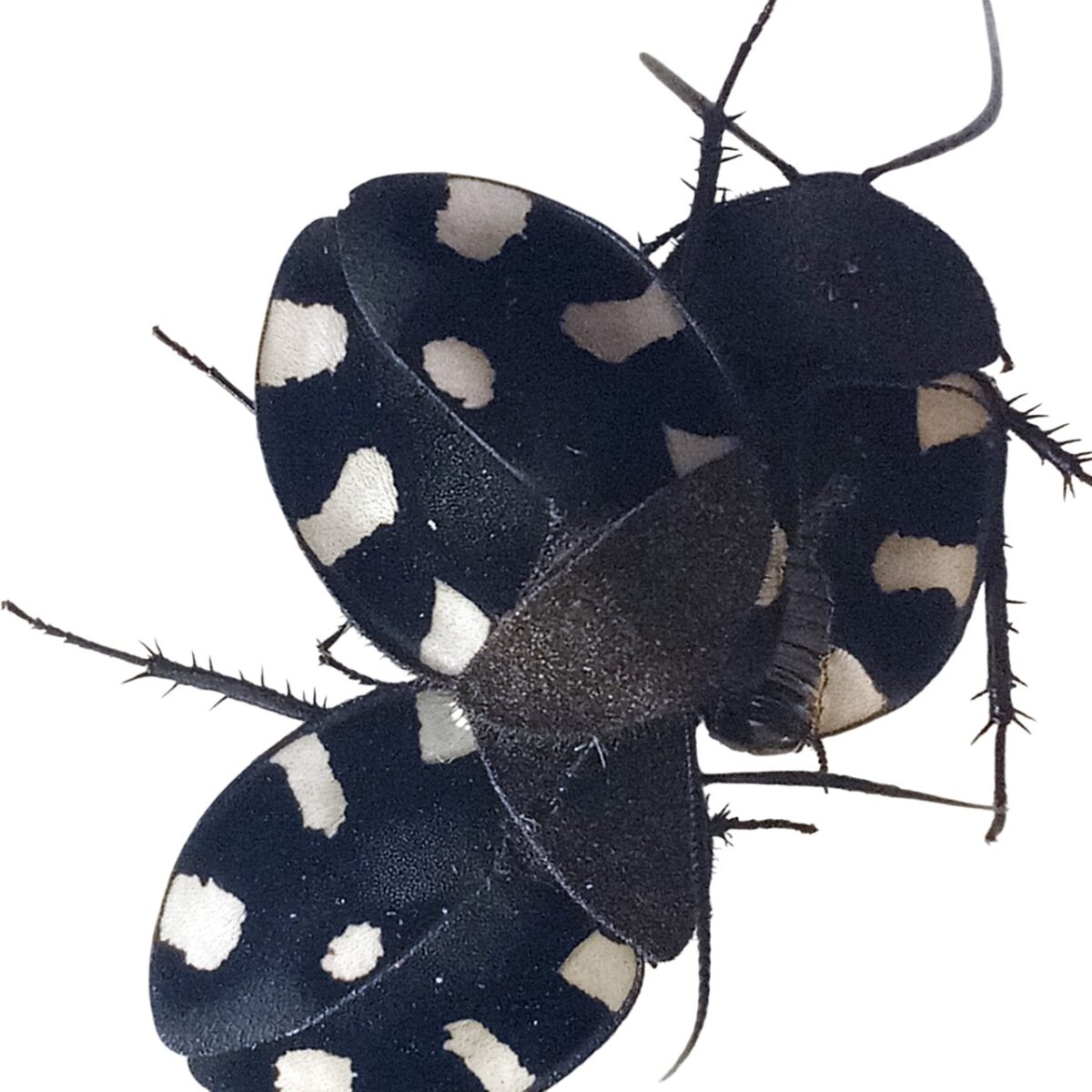 cucarachas Therea bernhardti