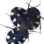 blatte domino de Bernhardt