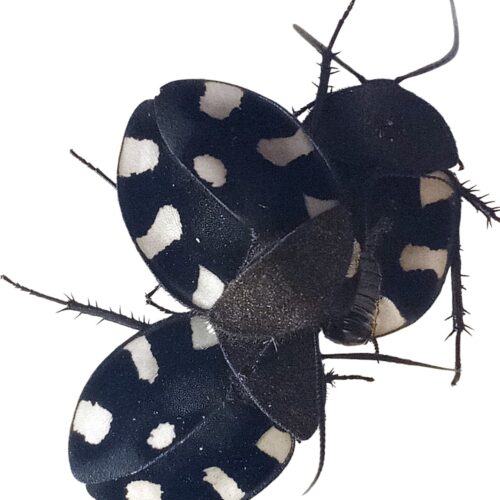 blatte domino de Bernhardt