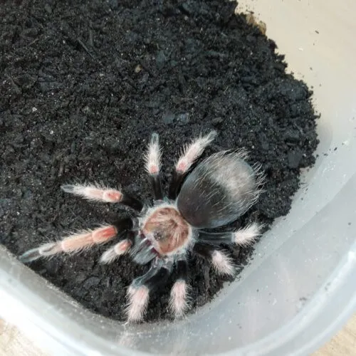 tarantula Brachypelma boehmei