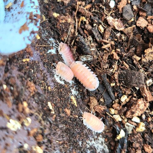 Cubaris « Cherry Blossom » isopodes exotiques et tropicaux